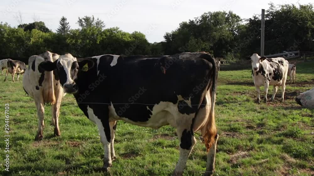 dolly in cows in field, real time shot dolly in cows in field, real time shot