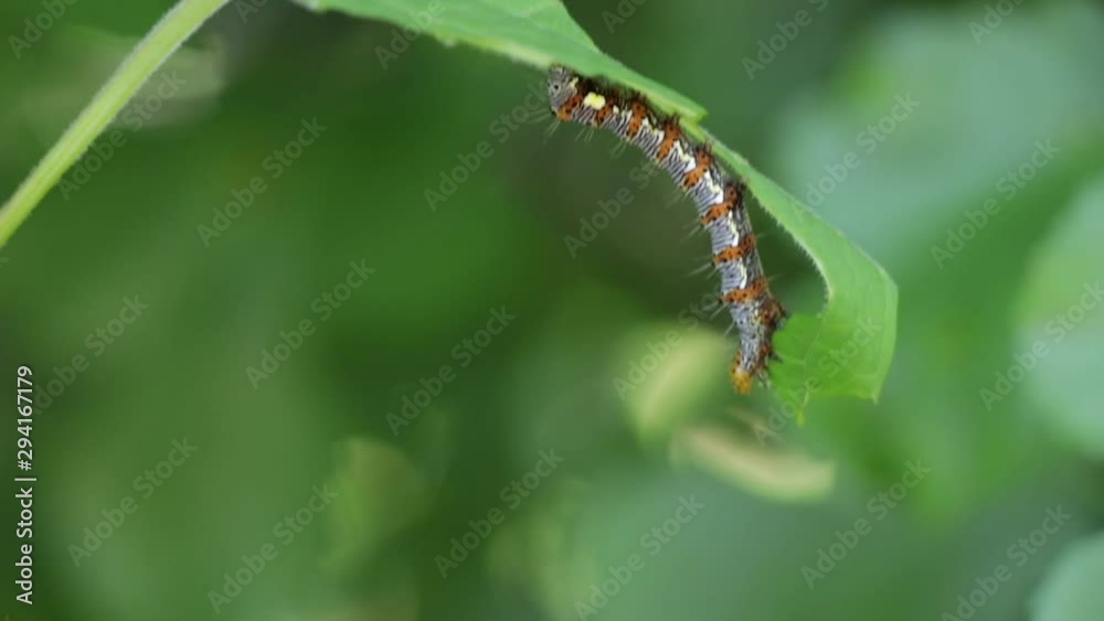 close up shot caterpillar on leaf, real time close up shot caterpillar on leaf, real time