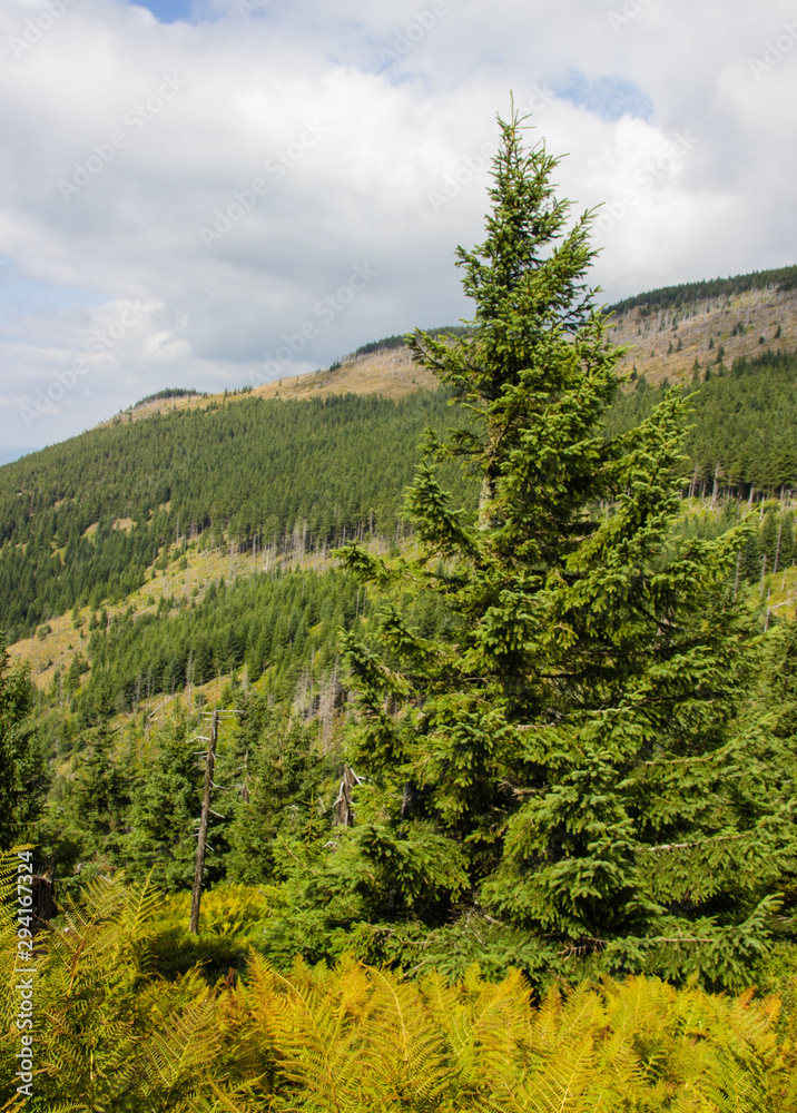 Karkonosze - Polish mountains. Mountains, trails and vegetation in the summer. Karkonosze - Polish mountains. Mountains, trails and vegetation in the summer.