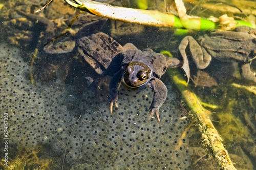 Grasfrosch