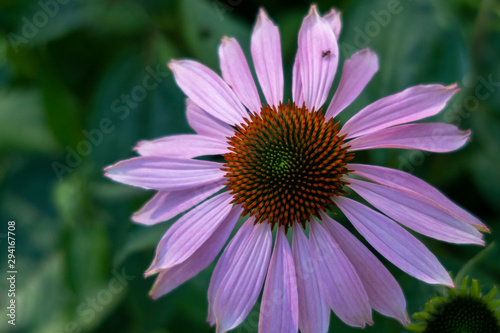 Closeup of purple coneflower Echinacea purpurea. Ant is travelling on petal.