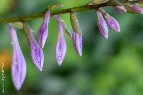 Purple flower buds with rain drops. Closeup.