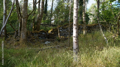 Wald mit Birken und einer alten Mauer