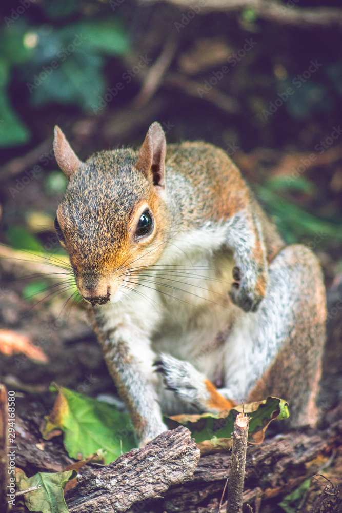 Obraz premium squirrel eating a nut in the park