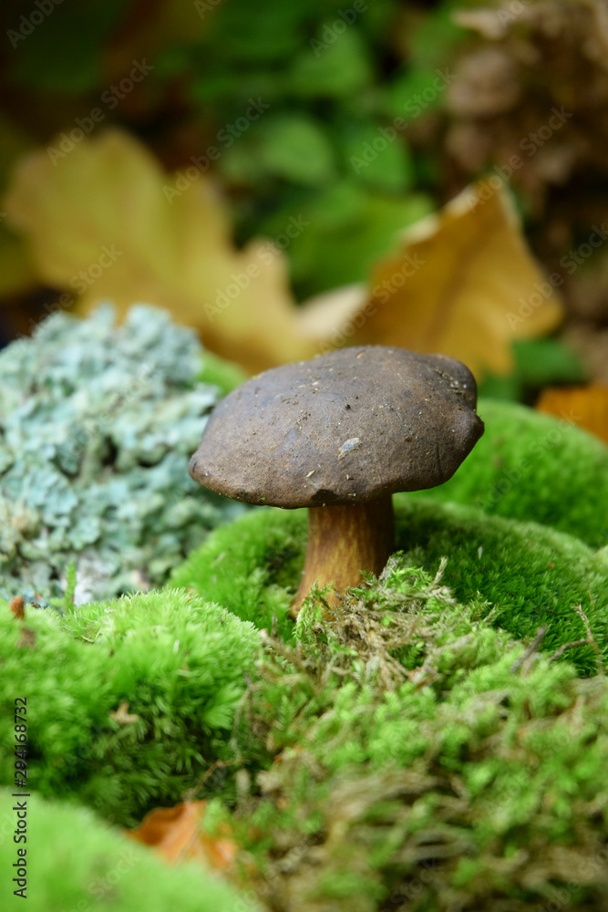 Forest sesonal mushrooms fall time Forest sesonal mushrooms fall time