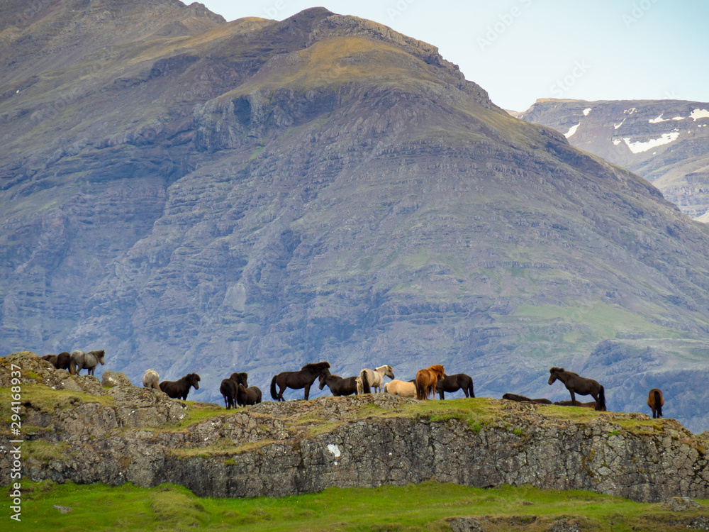 Herd of icelandic horses on the rocks next to the mountains