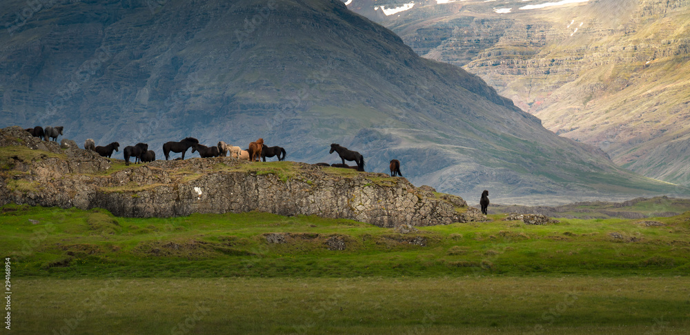 Panoramic view of herd of horses in Iceland.