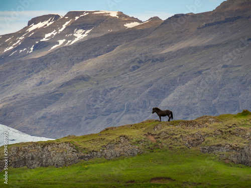 Obraz na płótnie Lonely black icelandic horse on a mountain slope w salonie