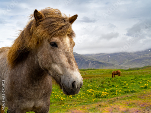 Portrait of an icelandic brown horse © aboutfoto
