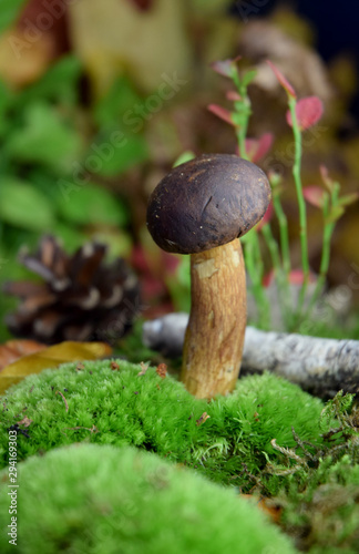 forest mushroom boletus bio organic