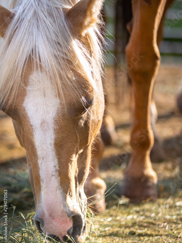 cavallo a colazione