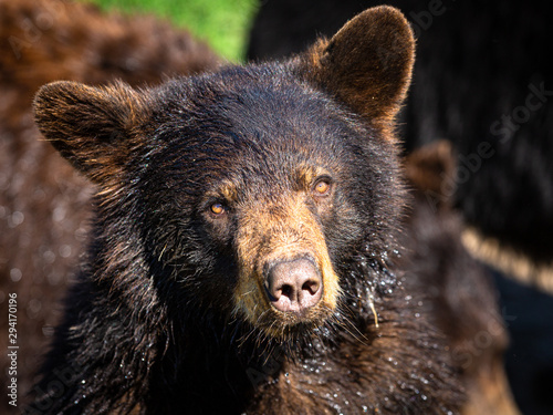 orso nel parco di yellowstone