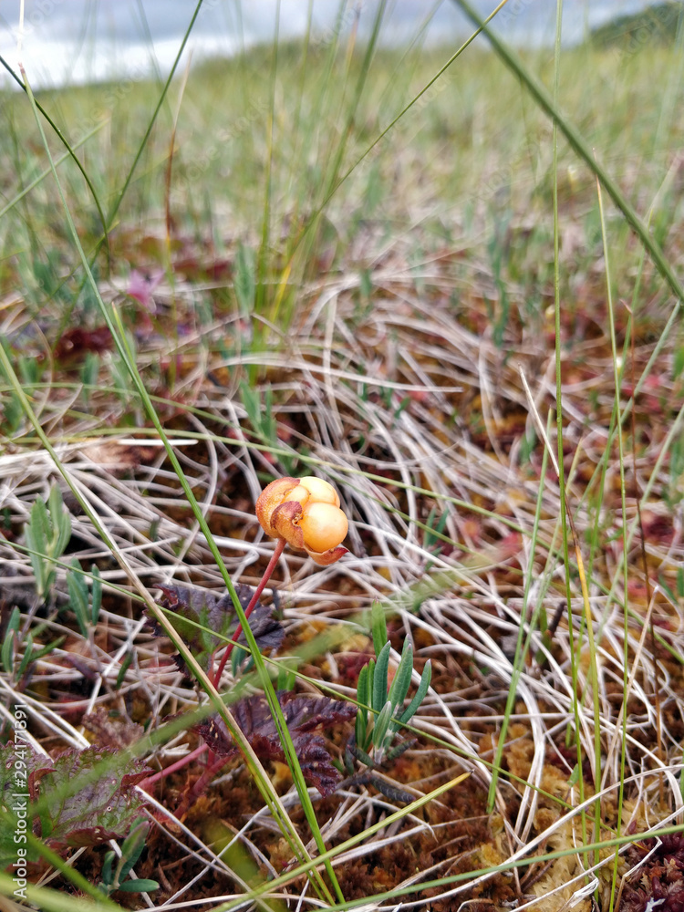 Cloudberry ready to be picked from nature Cloudberry ready to be picked from nature