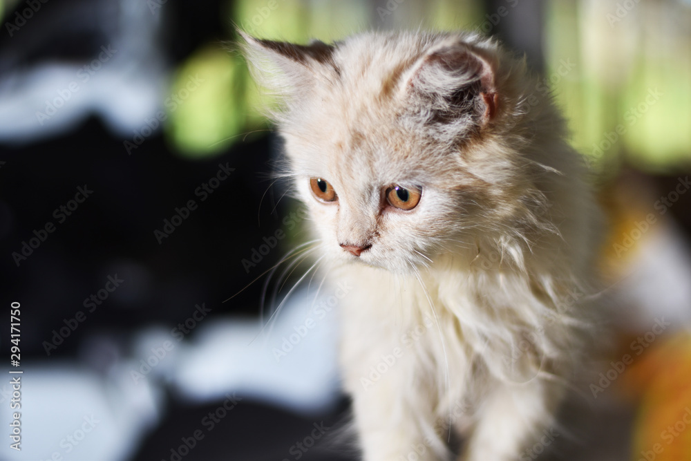 portrait of a cat