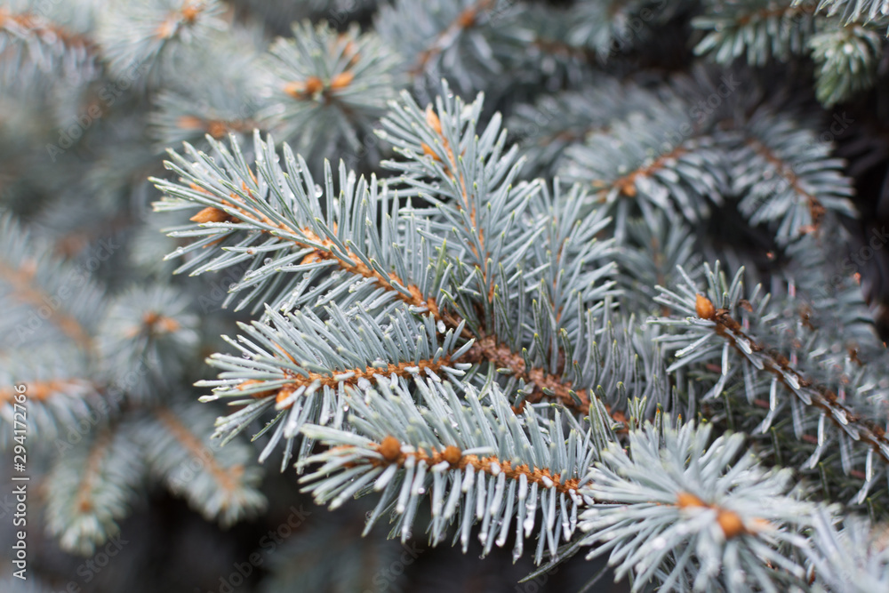 Blue-green branch of thuja. Blue fir background. Blue-green branch of thuja. Blue fir background.