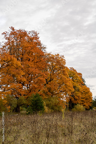 Autumn scene with colourful bright orange trees rich in colours in Latvia