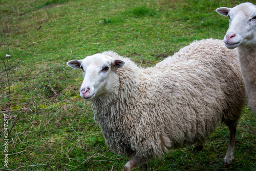 Fototapeta Naklejka Na Ścianę i Meble -  Two sheep in a green meadow in the afternoon