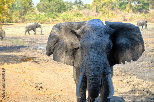 Elephant in Mana Pools National Park, Zimbabwe