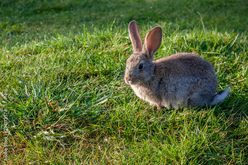 Top view of a light brown rabbit. A rabbit is sitting on the green grass.