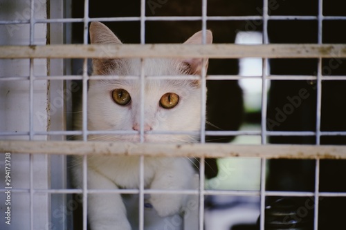 cat in cage