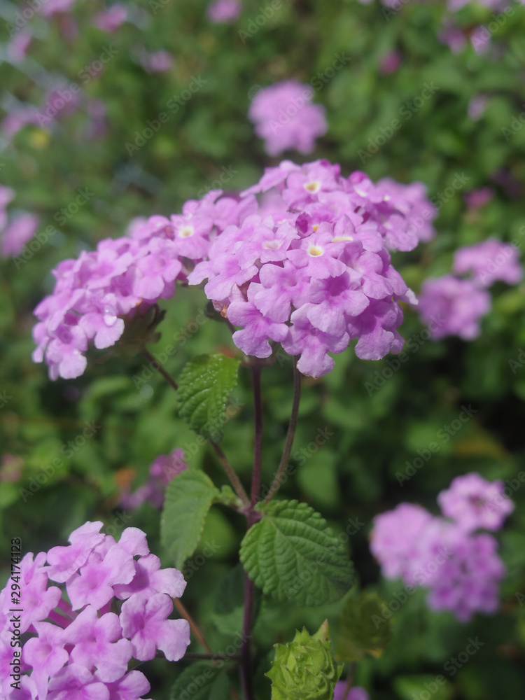 Close up of pink Lantana camara flowers Close up of pink Lantana camara flowers