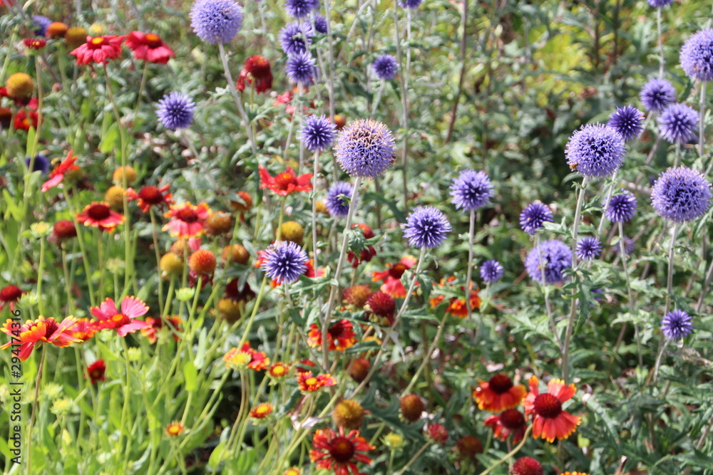 Obraz premium Flowers In Bloom In The Garden, U of A Botanic Gardens, Devon, Alberta
