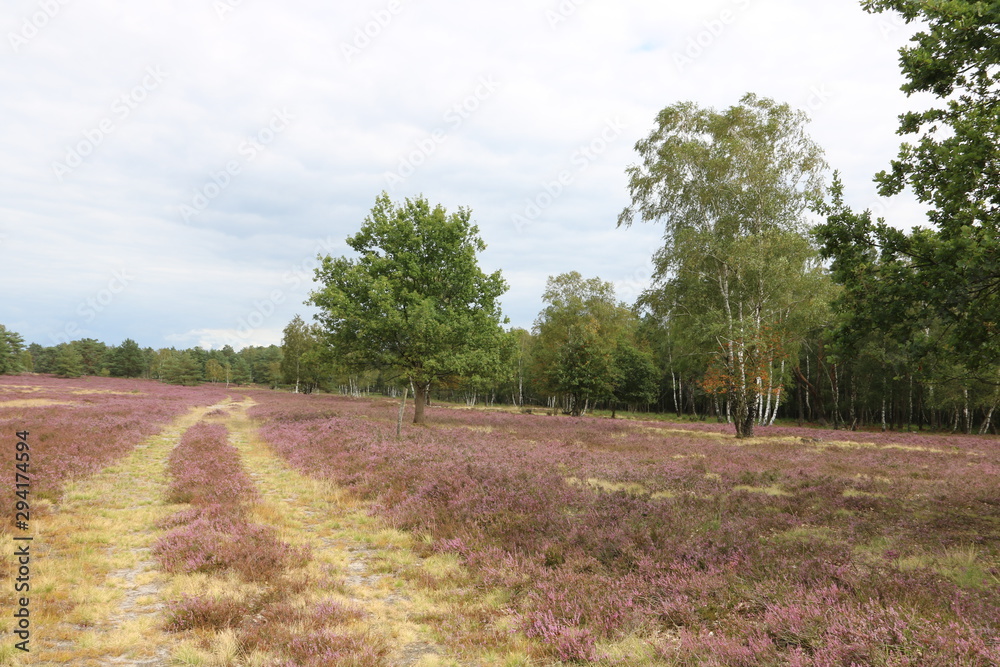 Wanderweg in der Lüneburger Heide