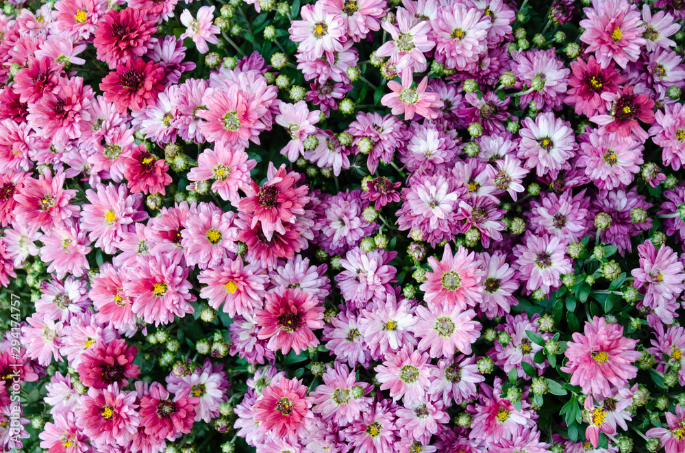 Pink chrysanthemum flowers. Lush flowering. Floral background Pink chrysanthemum flowers. Lush flowering. Floral background