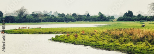 kaziranga National Park Panorama photo