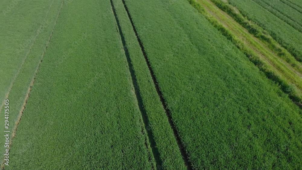 drone view of an agricultural field with a lonely tree (aerial) drone view of an agricultural field with a lonely tree (aerial)