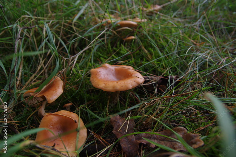 Pilze auf Wiese Pilze auf Wiese