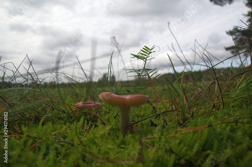 Pilze im Gras photo