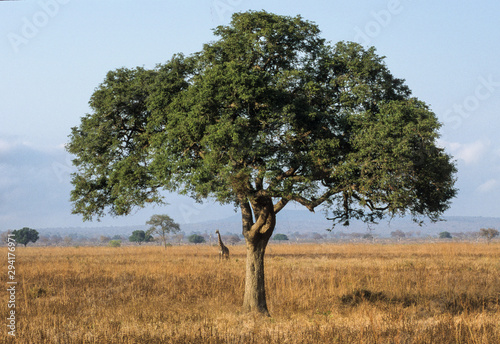 Acacia Albida, Faidherbia albida, Girafe masaï, giraffa camelopardalis tippelskirchi, Parc national du Serengeti, Tanzanie photo