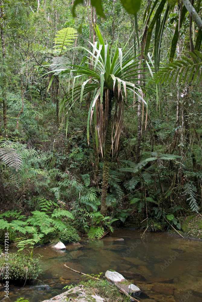 bois de chandelle, dracaena reflexa, riviere, forêt primaire tropicale, Parc National Andasibé Mantadia, Madagascar