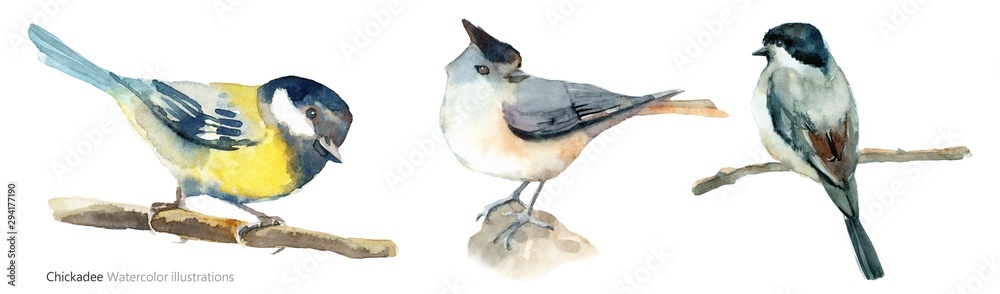 Obraz premium Watercolor illustration. Hand painted chikcadee.
