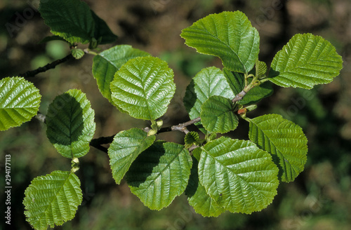 Alnus glutinosa, Aulme glutineux photo