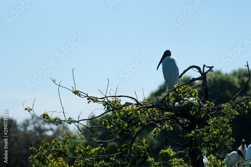 Stork on a Tree photo