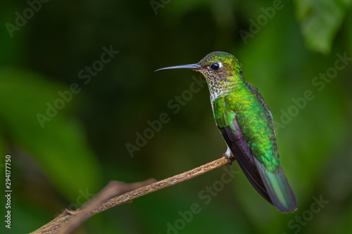 Many-spotted Hummingbird - Leucippus hypostictus, green spotted hummingbird from Andean slopes of South America, Wild Sumaco, Ecuador.