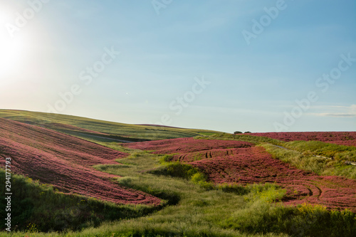 Landscape with red blossom of honey flowers sulla on pastures and  green wheat fields on hills of Sicily island  agriculture in Italy