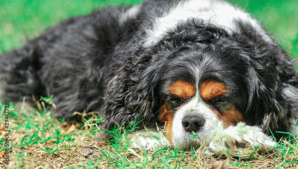 Spaniel dog Resting / Cavalier King Charles Dog Spaniel dog Resting / Cavalier King Charles Dog