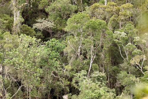 forêt primaire tropicale, Parc National Andasibé Mantadia, Madagascar photo