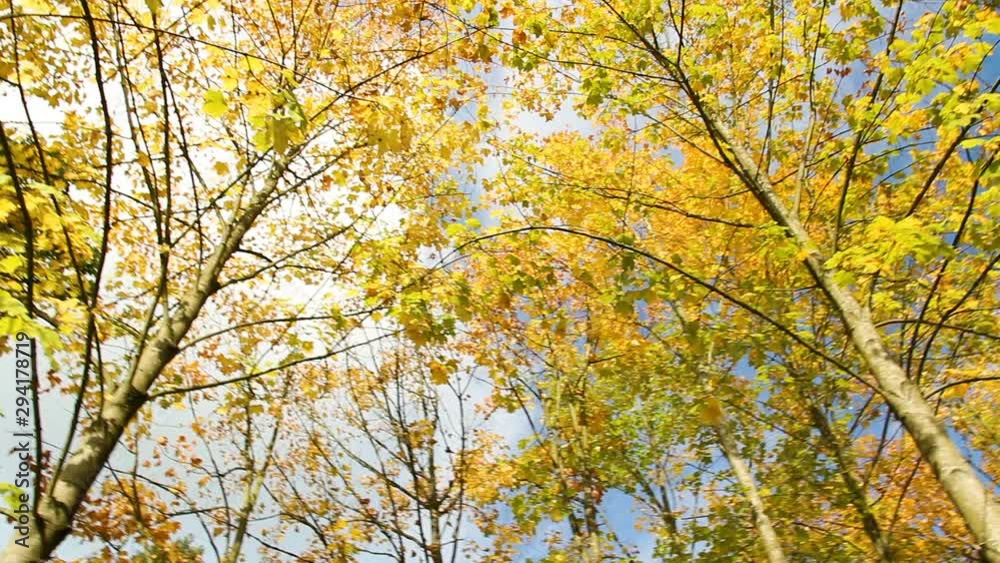 Colorful autumn, fall foliage leaves on maple treetop Colorful autumn, fall foliage leaves on maple treetop
