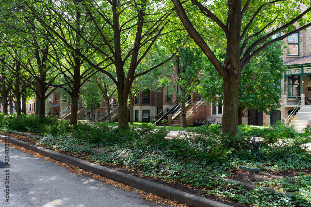 Fototapeta premium Row of Trees in the Street in front of a row of Old Homes in University Village Chicago