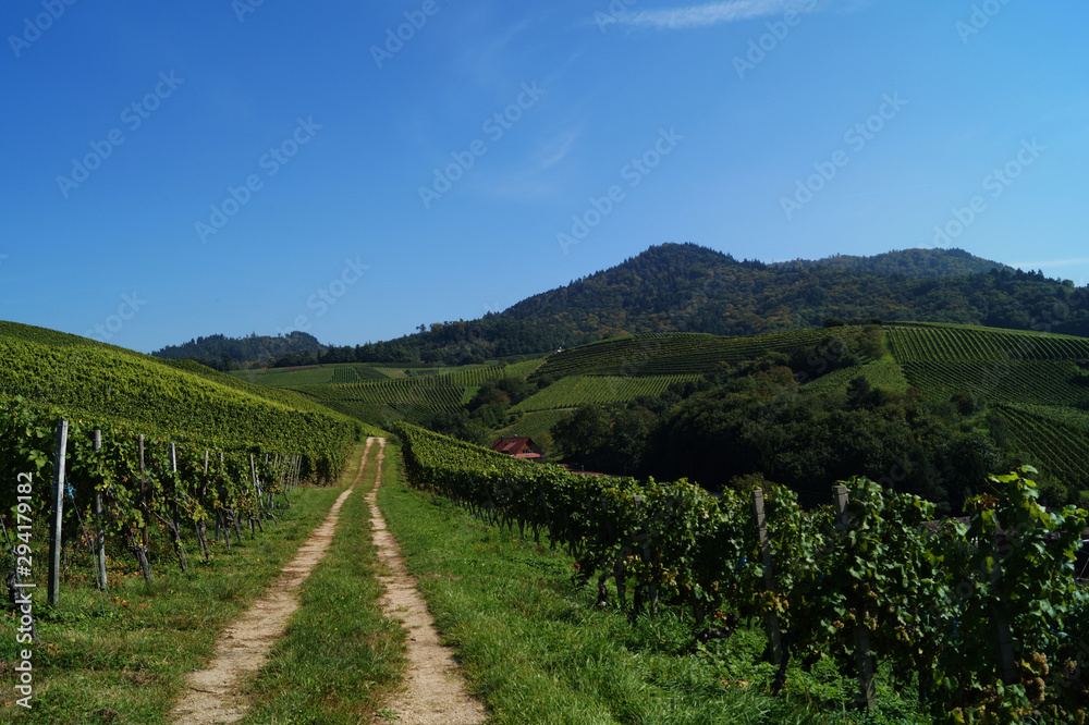 Wege durch Weinberge mit Weinstöcken, Weinreben und Bergen in Hintergrund