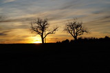 Sonnenuntergang mit buntem Himmel und zwei Baumen