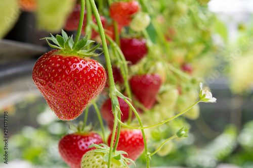 Fresh tasty ripe  red and unripe green strawberries growing on strawberry farm photo