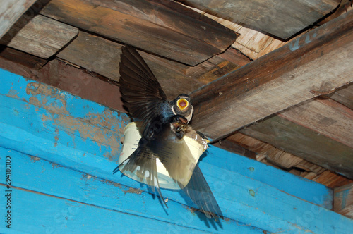 Flying swallow with transparents  wings feeds chicks. Swallow's nest with chicks attached to plastic bowl. artificial nest photo