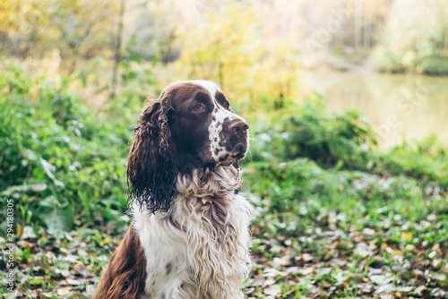 Working type english springer spaniel gundog sits in autumn forest.