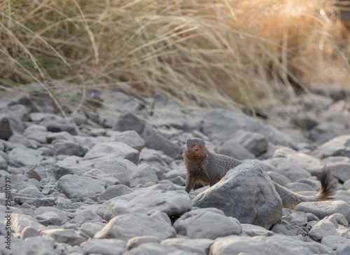 Mangoose at Ranthambhore National Park,Rajasthan,India,Asia photo