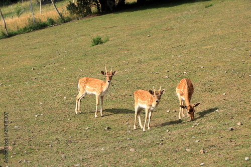 Roe deers standing on a meadow